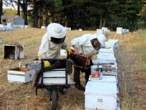 Çam balı üretiminde yüzde 35-40 kayıp