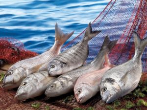 Denizden balık, ömür boyu sağlık