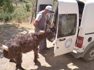 Yaralı eşek tedavi altına alındı