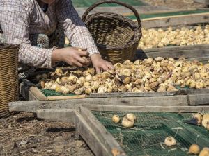 Kuru incirin ihracat yolcuğu 30 Eylül’de başlayacak