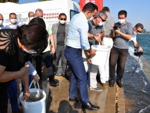 Köyceğiz gölüne 100 bin sazan yavrusu bırakıldı