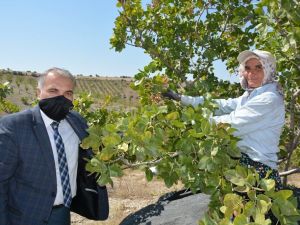 Selendi’de Antep fıstığı hasadı sürüyor