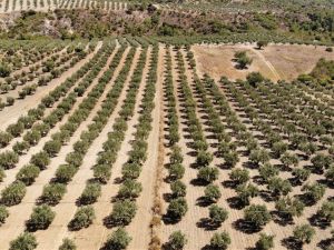 Çöl sıcakları zeytini vurdu