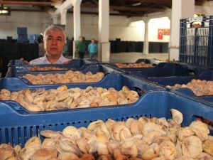 Aydın’ın milli ürünü kuru incirin ihracat yolcuğu 30 Eylül’de başlayacak