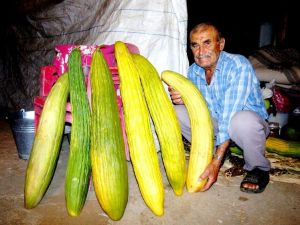 Hiç sulamadan devasa acur yetiştirdi