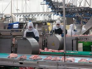 Gedik Piliç yılda 200 bin ton üretim yapıyor