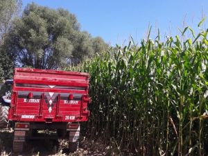 Aslanapa’da slajlık mısır hasadında yüksek verim bekleniyor