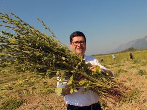 Sarı susamın sırrı Gökova’nın iyotlu rüzgarında