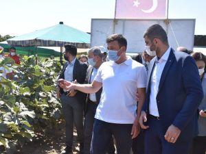 İzmirli çiftçi, Türkiye’de ilk kez "Sık Dikim" ve "Telli Terbiye" ile incir yetiştirdi