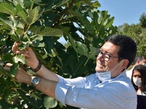 Dalaman’da ‘Kaya inciri’ hasadı