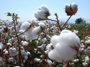 Pamukta 6 lira fiyat beklentisi