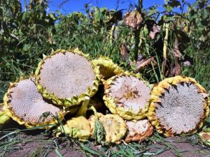 Çerezlik  ayçiçeğinde 250 milyon TL’lik gelir hedefi