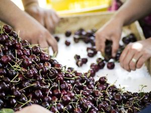 Ege Bölgesinde tarım ürünleri ihracatında zirve el değiştirdi