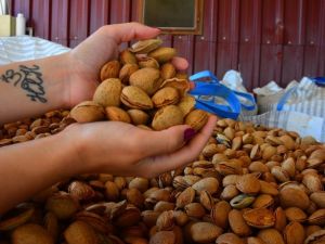 Bademde sezonun ilk hasadı yapıldı