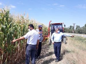 Slajlık mısır üretimi ilçe ekonomisine katkı sağlıyor