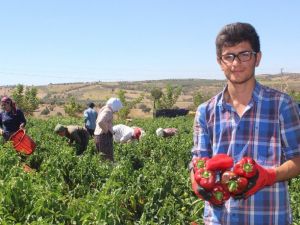 Alternatif olarak ekildi, yurdun dört bir yanına gönderiliyor