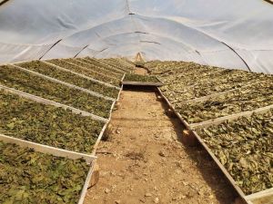 Tek tek dizilen tütünde yeni sistem ‘elek’