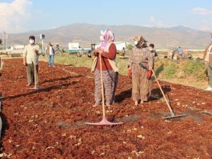 Alaşehir’de üreticilere fiyat uyarısı
