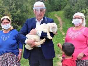 Büyükşehir üç ilçede kıl keçisi dağıtacak