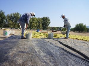 Sarıgöl’de kurutmalık üzümler serilmeye başlandı