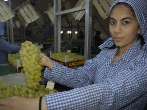 Çekirdeksiz sofralık sultani üzüm ihracatından 37 milyon dolar