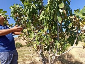 Sıcaklıklar incirin rekolte ve kalitesini etkiledi