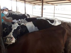 Salihli’de sonbahar şap aşılama kampanyası