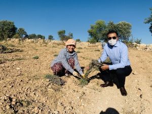 DTO’nun desteğiyle kurulan lavanta bahçelerinde son hasat yapıldu