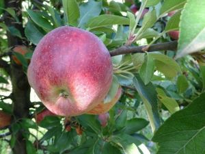 Beykoz elmasında yüzler gülüyor