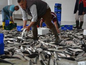 Dalyan kefali Dubai sofralarını süslüyor