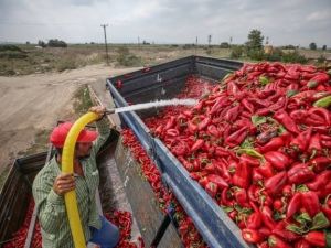 Milletvekili Esgin’den kapya biber üreticisine Türk Şeker müjdesi