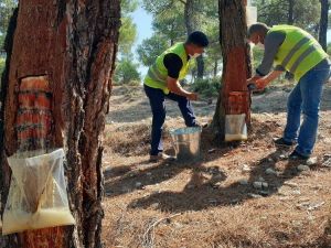 Kilosu 700 TL’ye satılıyor