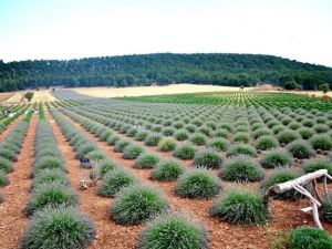 Denizli’de lavanta üretim sahasının 50 bin dekara çıkarılması hedefleniyor