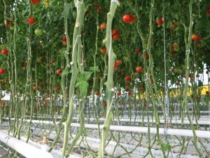 2 bin çiftçi ile 6 milyon metrekare alanda 250 bin ton üretim