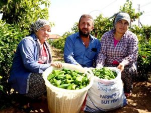 Manisa’nın ünlü biberinde üretim azaldı