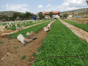 Denizli tütün üretiminde zirvede