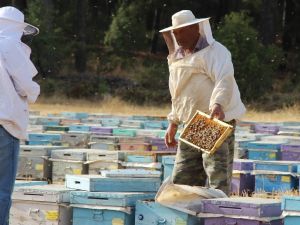 Kuraklık çam balını vurdu, arılar açlıkla karşı karşıya