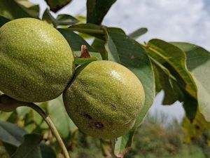 Sıcak hava nar ve cevizi yaktı
