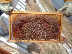 Arıcıları önce kuraklık sonra bilinçsiz kullanılan tarım ilaçları vurdu