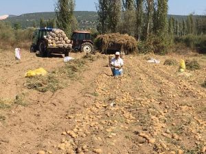 Patateste rekor verim bekleniyor