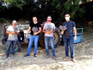 Sarıgöl’de lavanta yetiştiriciliği alternatif gelir oldu