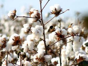 ‘Beyaz altın’ pamuk için büyük iş birliği