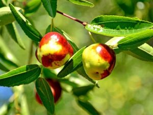 Şifa deposu hünnabın hasadı devam ediyor