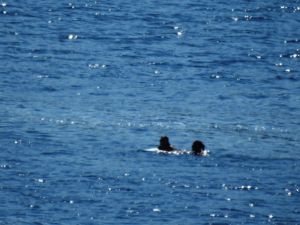 Dünyaca ünlü Formula 1 şampiyonu Lewis Hamilton Bodrum’da