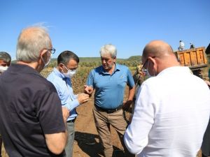 Beyaz altında hasat dönemi başladı