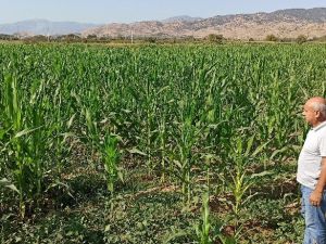 Sıcak hava mısır üreticisini tedirgin ediyor