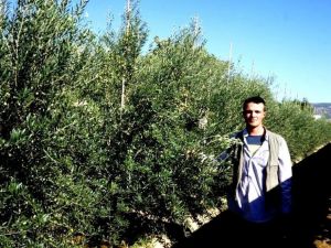 Bodur zeytin umut oldu