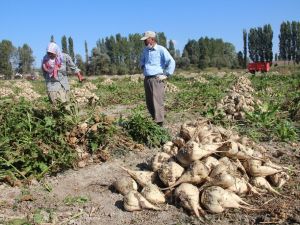 Kütahya’da pancar hasadı başladı