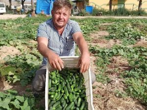 İkinci ürün salatalıkta son günler