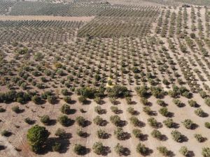 Manisa’da ‘Domat Zeytin’ hasadı başladı
